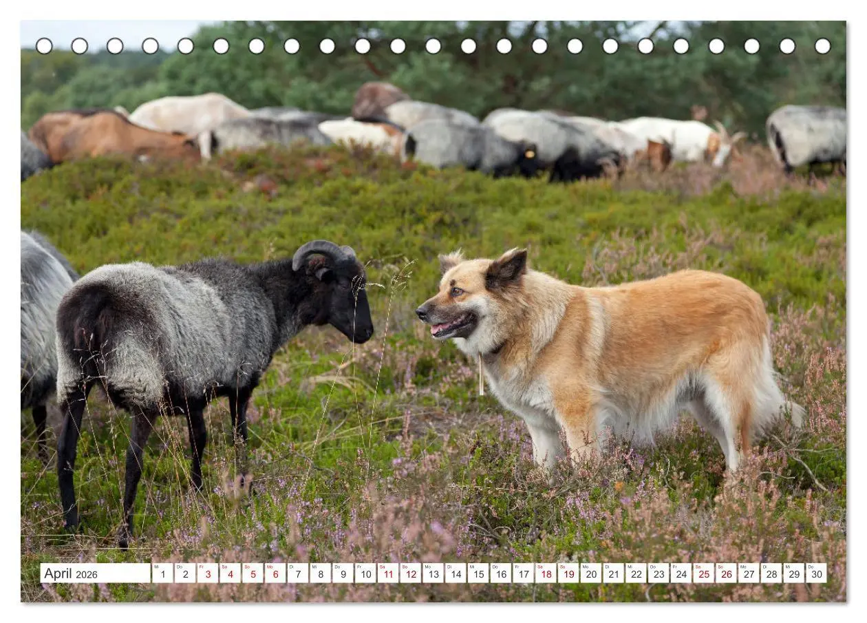 Bild: 9783457627419 | Die Lüneburger Heide - Ausflugsziel im Norden (Tischkalender 2026...