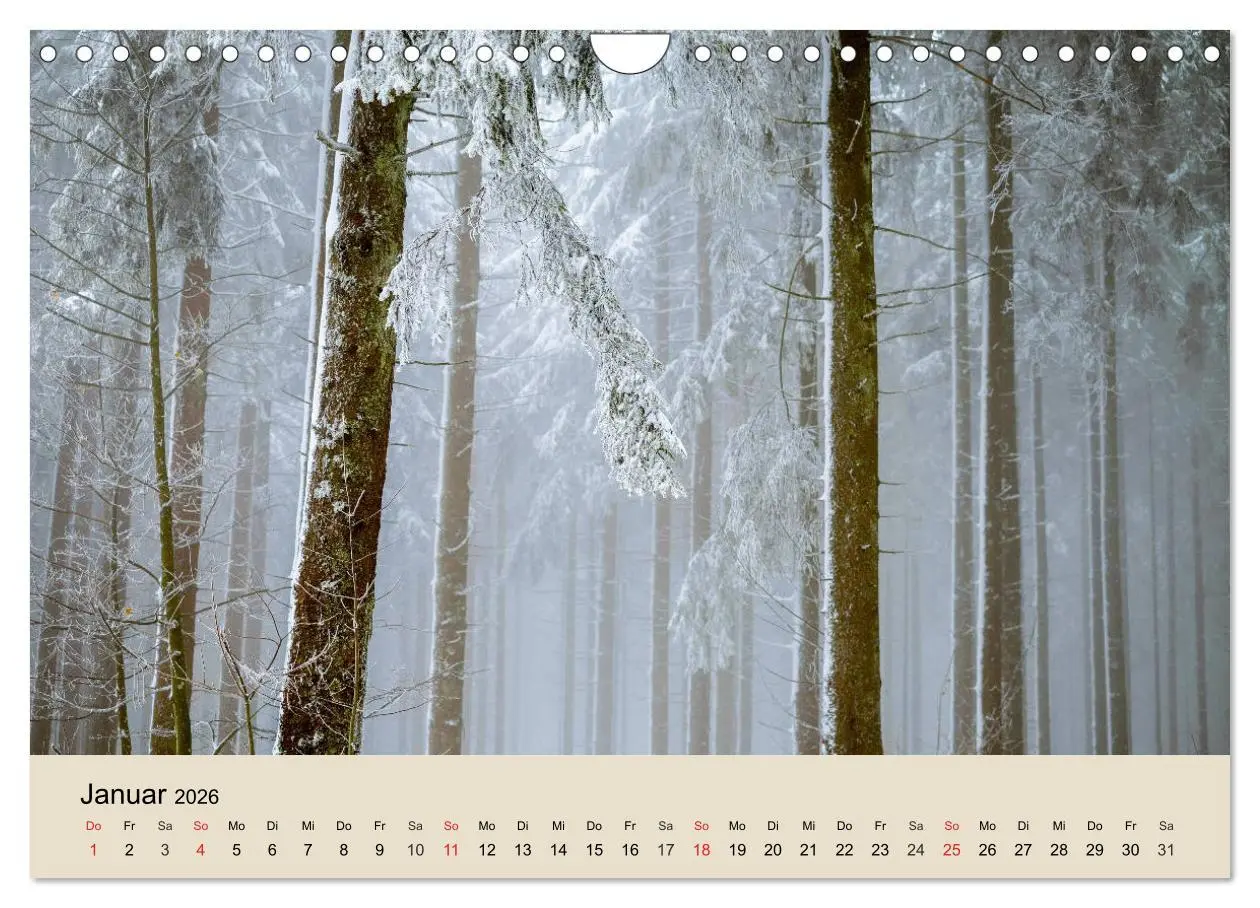 Bild: 9783457937419 | Der Wald. Durch zauberhafte Waldlandschaften (Wandkalender 2026 DIN...