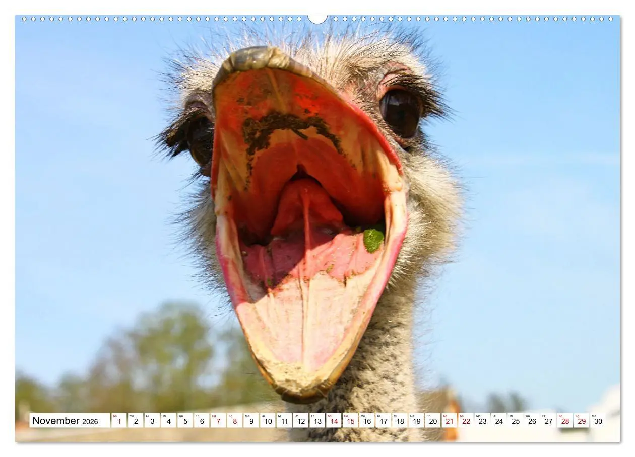 Bild: 9783457547519 | Schräge Vögel in Szene gesetzt (Wandkalender 2026 DIN A2 quer),...