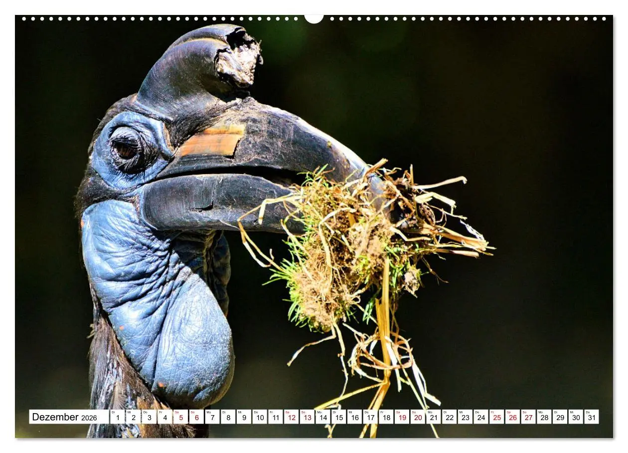 Bild: 9783457547519 | Schräge Vögel in Szene gesetzt (Wandkalender 2026 DIN A2 quer),...