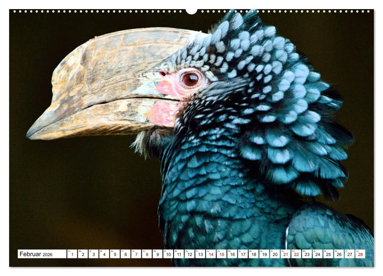 Bild: 9783457547519 | Schräge Vögel in Szene gesetzt (Wandkalender 2026 DIN A2 quer),...