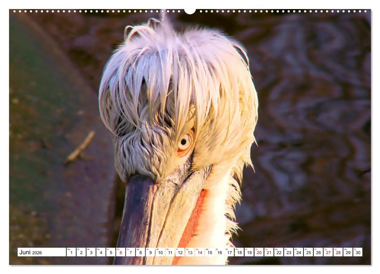 Bild: 9783457547519 | Schräge Vögel in Szene gesetzt (Wandkalender 2026 DIN A2 quer),...