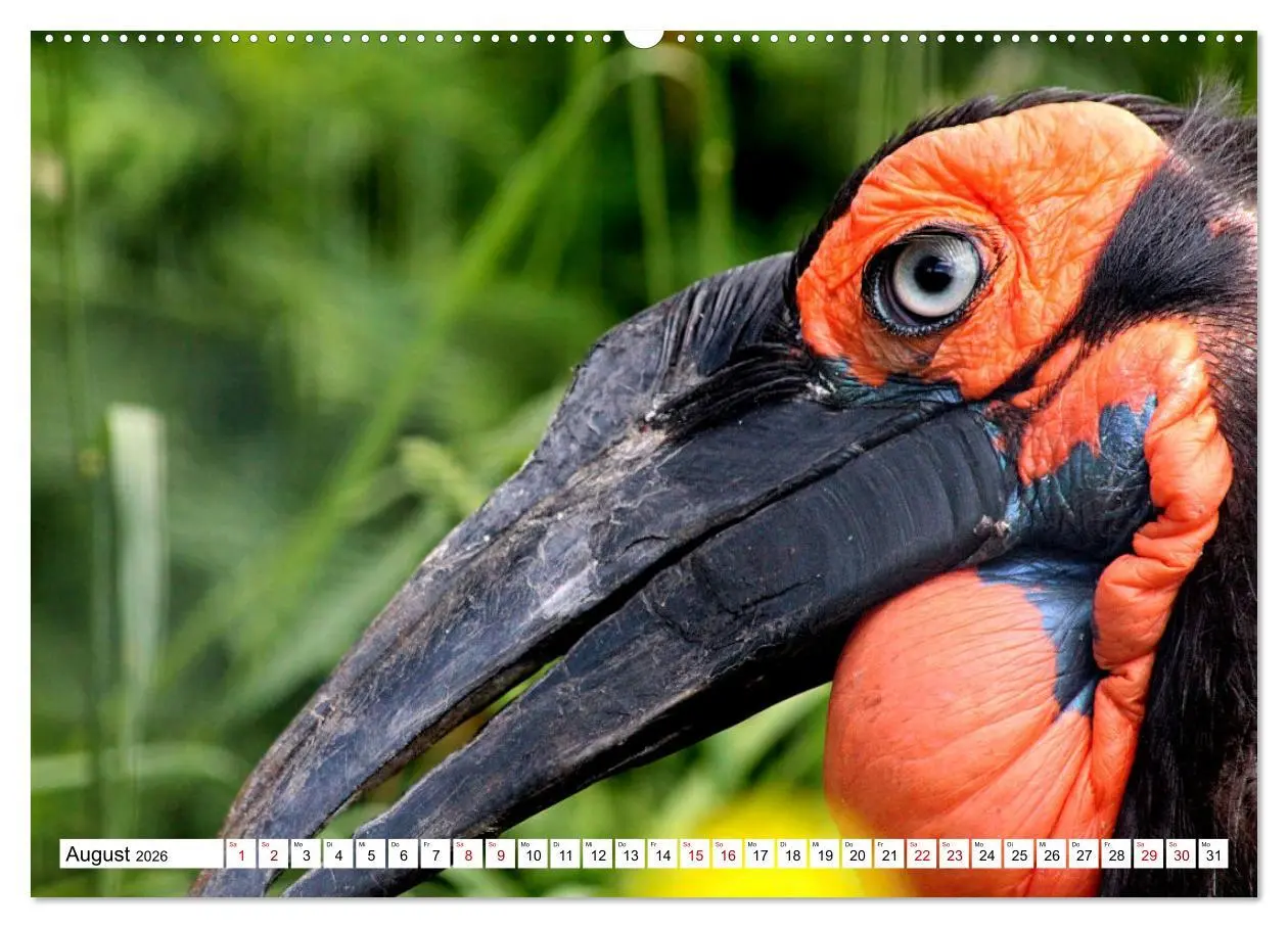 Bild: 9783457547519 | Schräge Vögel in Szene gesetzt (Wandkalender 2026 DIN A2 quer),...