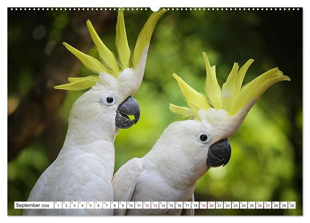 Bild: 9783457547519 | Schräge Vögel in Szene gesetzt (Wandkalender 2026 DIN A2 quer),...