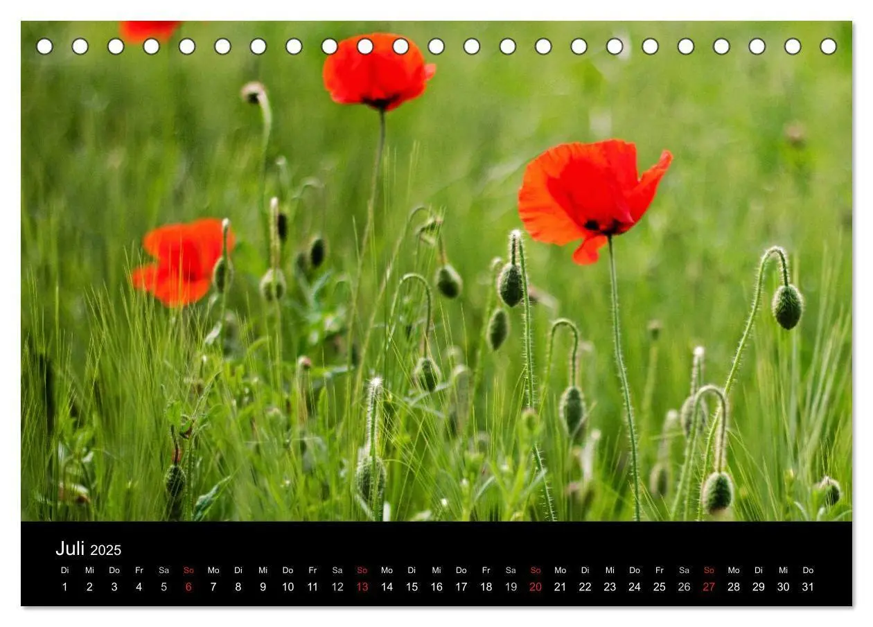 Bild: 9783435667819 | Blütenzauber 2025 (Tischkalender 2025 DIN A5 quer), CALVENDO...