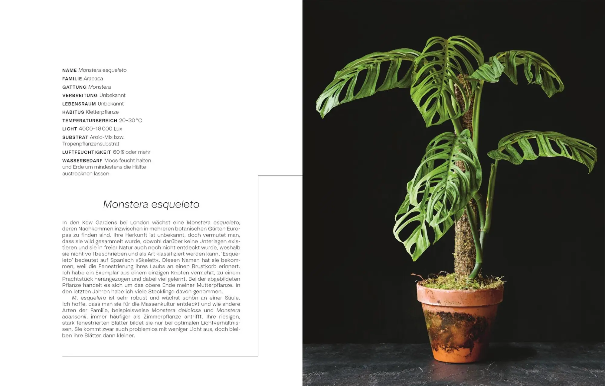 Bild: 9783831047819 | Urban Jungle Style | Tony Le-Britton | Buch | 192 S. | Deutsch | 2023
