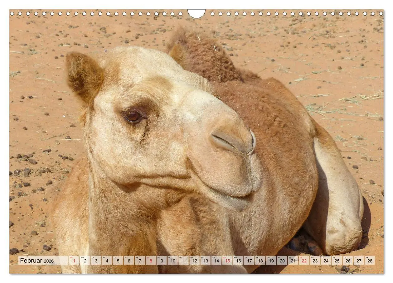 Bild: 9783457747919 | Oman - Impressionen (Wandkalender 2026 DIN A3 quer), CALVENDO...