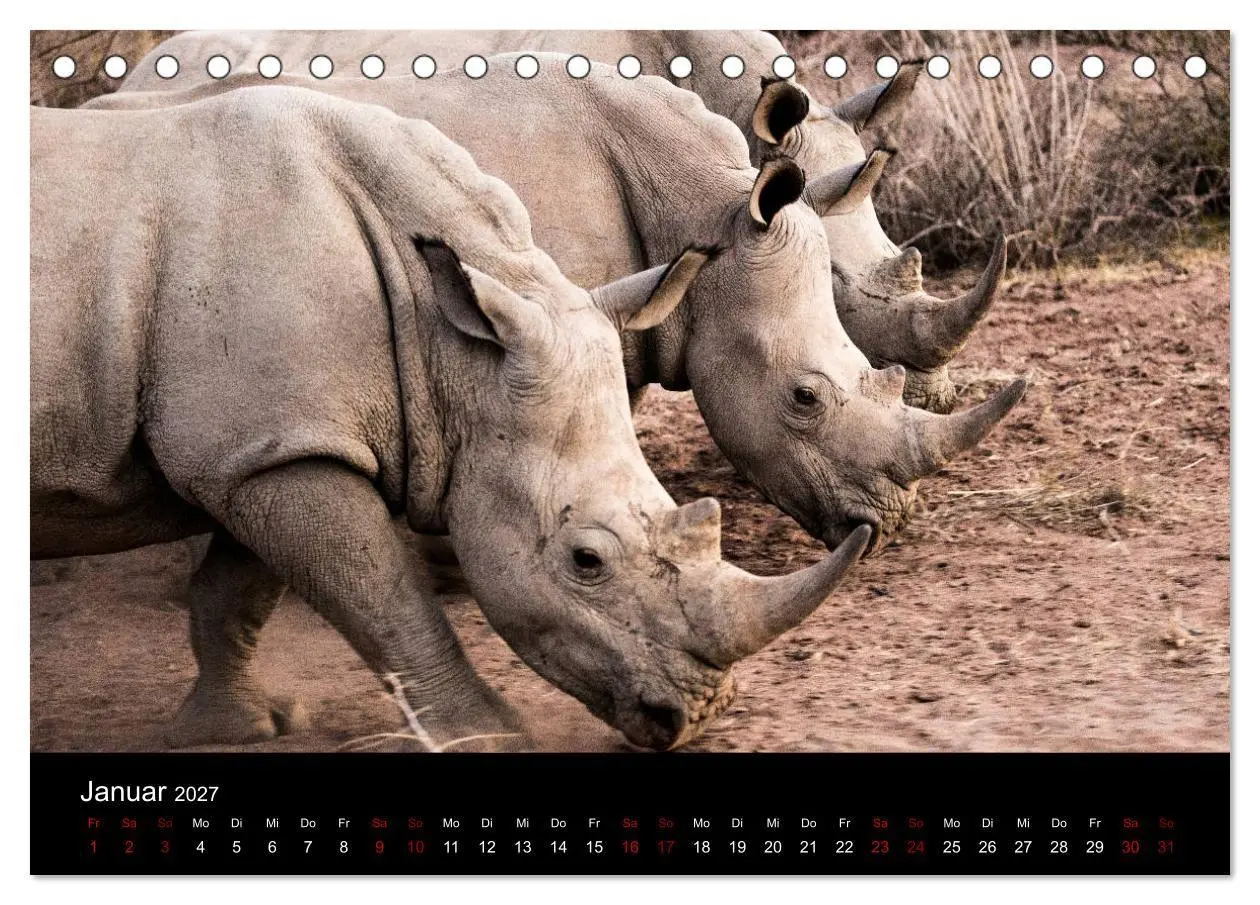Bild: 9783569818019 | Afrika - Faszination Tierwelt (Tischkalender 2027 DIN A5 quer),...