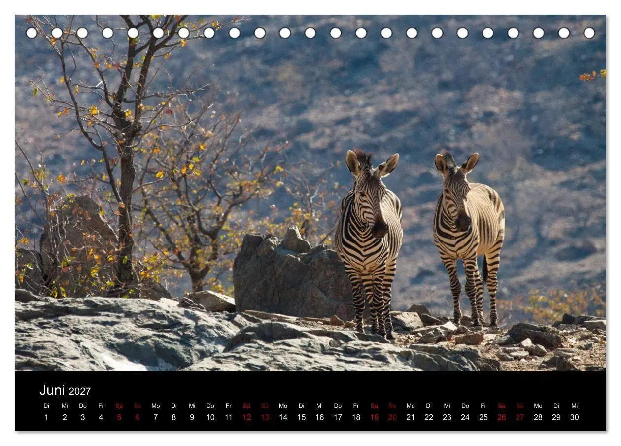 Bild: 9783569818019 | Afrika - Faszination Tierwelt (Tischkalender 2027 DIN A5 quer),...