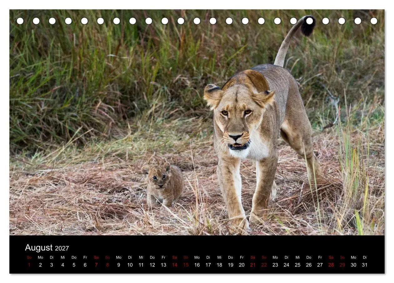 Bild: 9783569818019 | Afrika - Faszination Tierwelt (Tischkalender 2027 DIN A5 quer),...