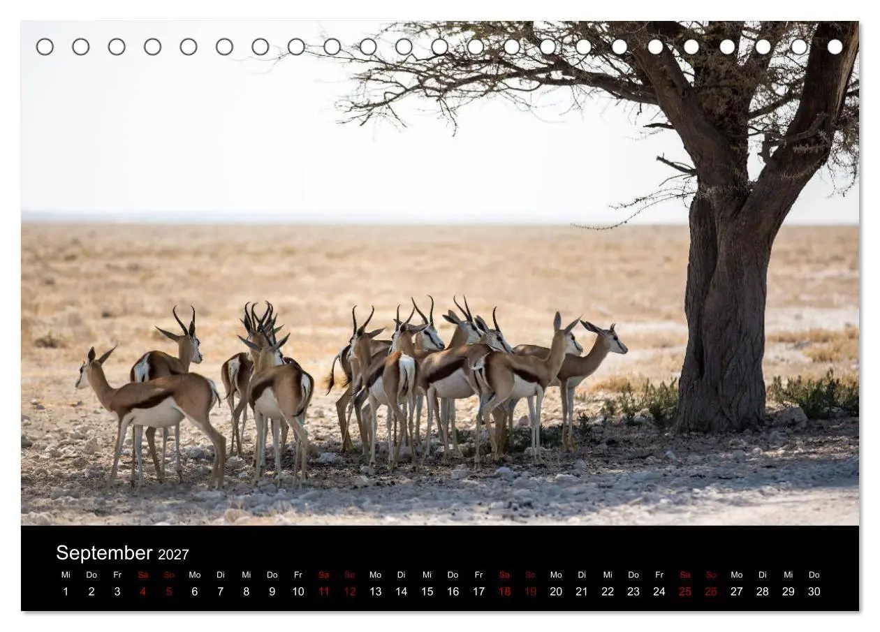 Bild: 9783569818019 | Afrika - Faszination Tierwelt (Tischkalender 2027 DIN A5 quer),...