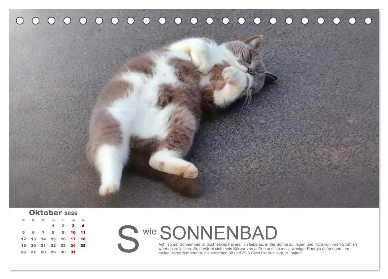 Bild: 9783457798119 | Katzen ABC (Tischkalender 2026 DIN A5 quer), CALVENDO Monatskalender