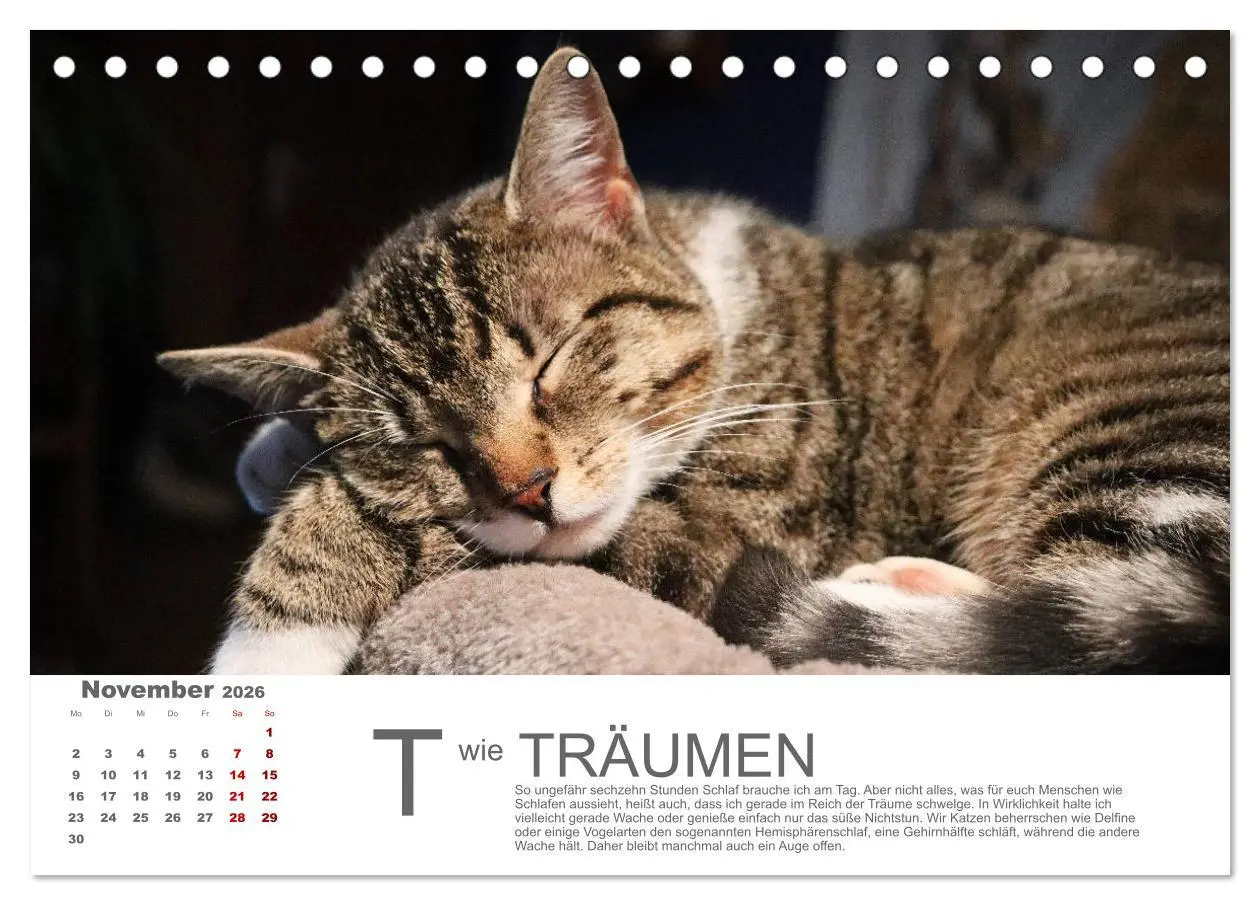 Bild: 9783457798119 | Katzen ABC (Tischkalender 2026 DIN A5 quer), CALVENDO Monatskalender