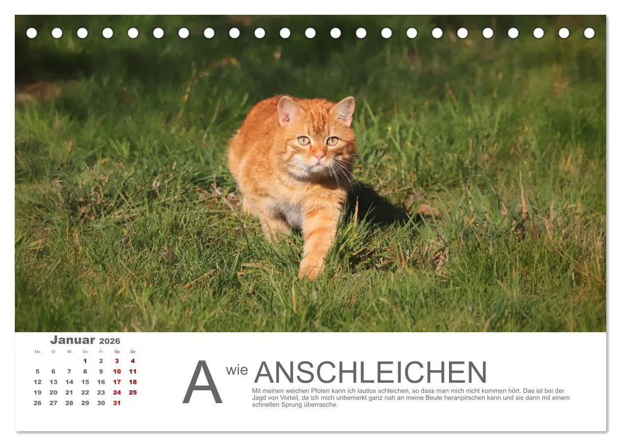 Bild: 9783457798119 | Katzen ABC (Tischkalender 2026 DIN A5 quer), CALVENDO Monatskalender