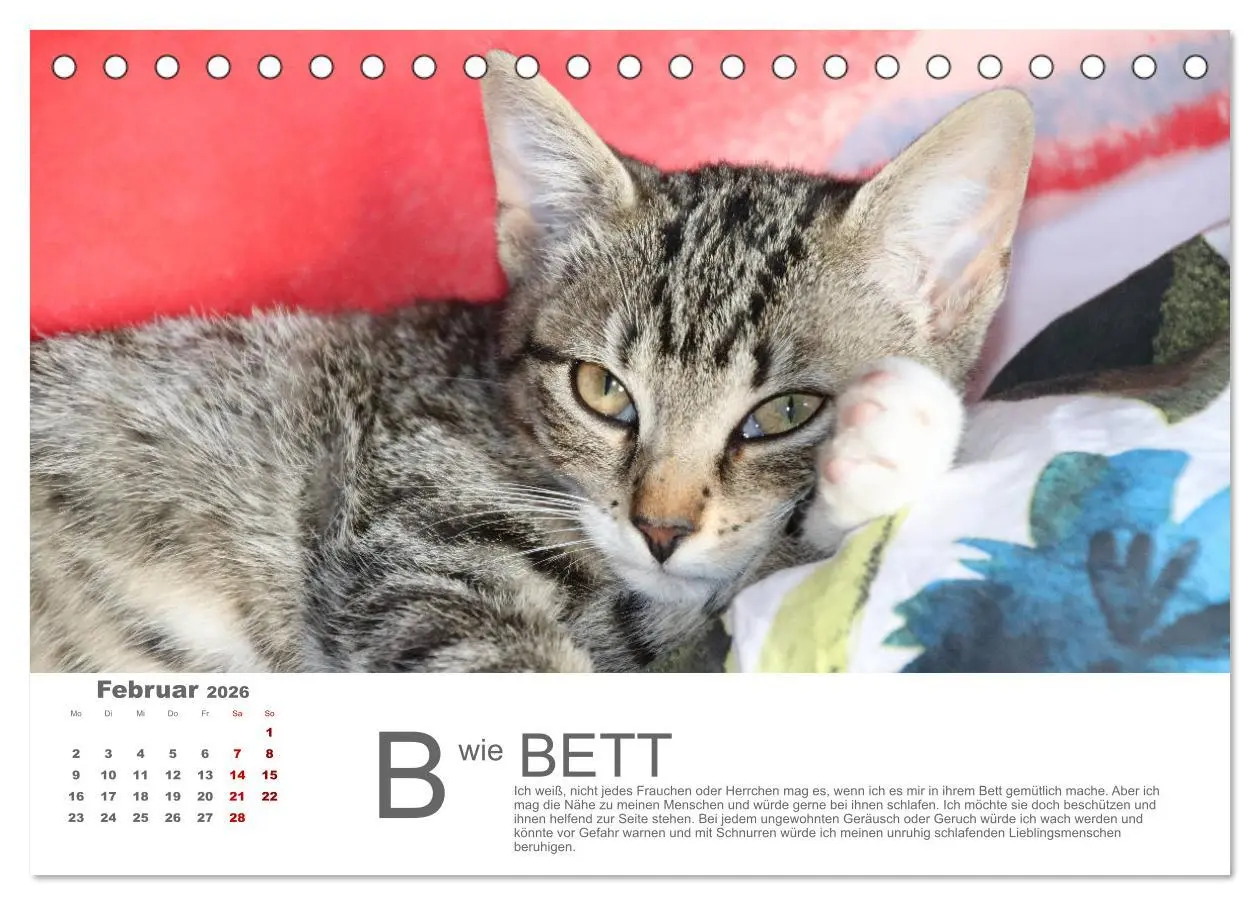Bild: 9783457798119 | Katzen ABC (Tischkalender 2026 DIN A5 quer), CALVENDO Monatskalender