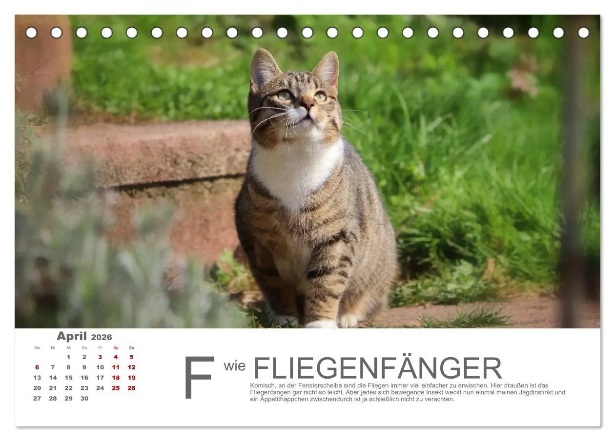 Bild: 9783457798119 | Katzen ABC (Tischkalender 2026 DIN A5 quer), CALVENDO Monatskalender