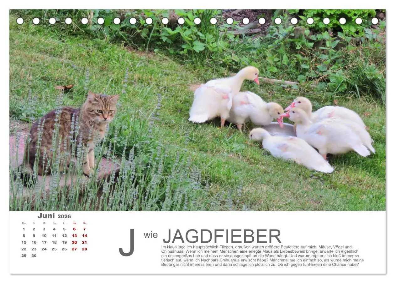 Bild: 9783457798119 | Katzen ABC (Tischkalender 2026 DIN A5 quer), CALVENDO Monatskalender