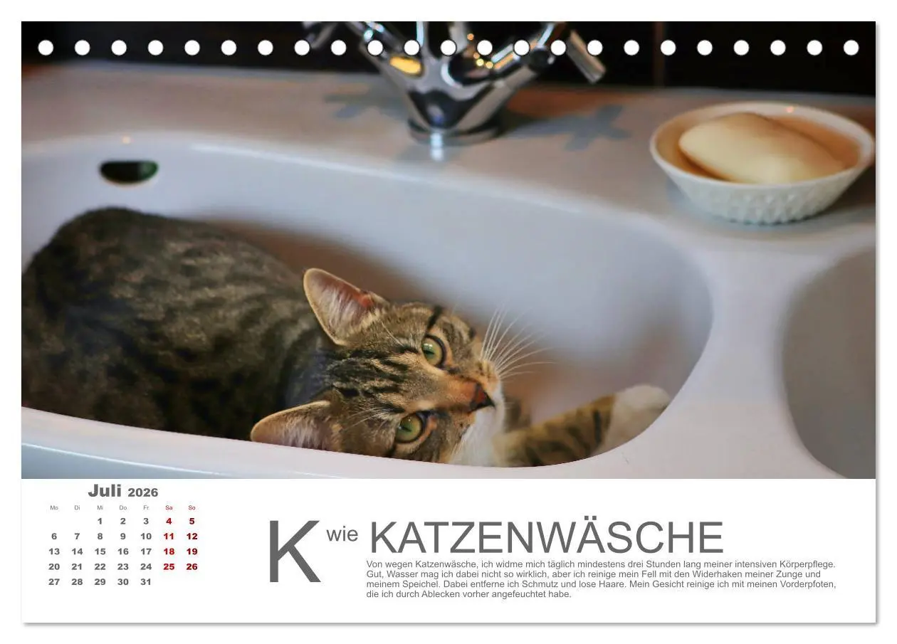 Bild: 9783457798119 | Katzen ABC (Tischkalender 2026 DIN A5 quer), CALVENDO Monatskalender