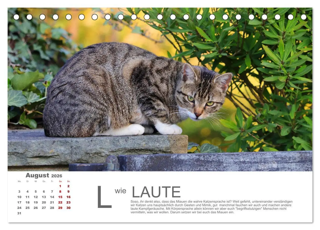 Bild: 9783457798119 | Katzen ABC (Tischkalender 2026 DIN A5 quer), CALVENDO Monatskalender