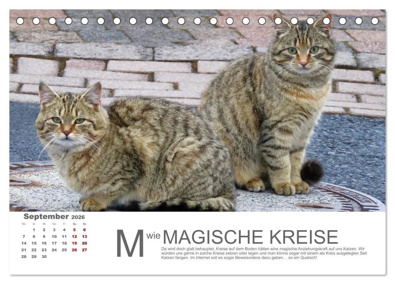 Bild: 9783457798119 | Katzen ABC (Tischkalender 2026 DIN A5 quer), CALVENDO Monatskalender
