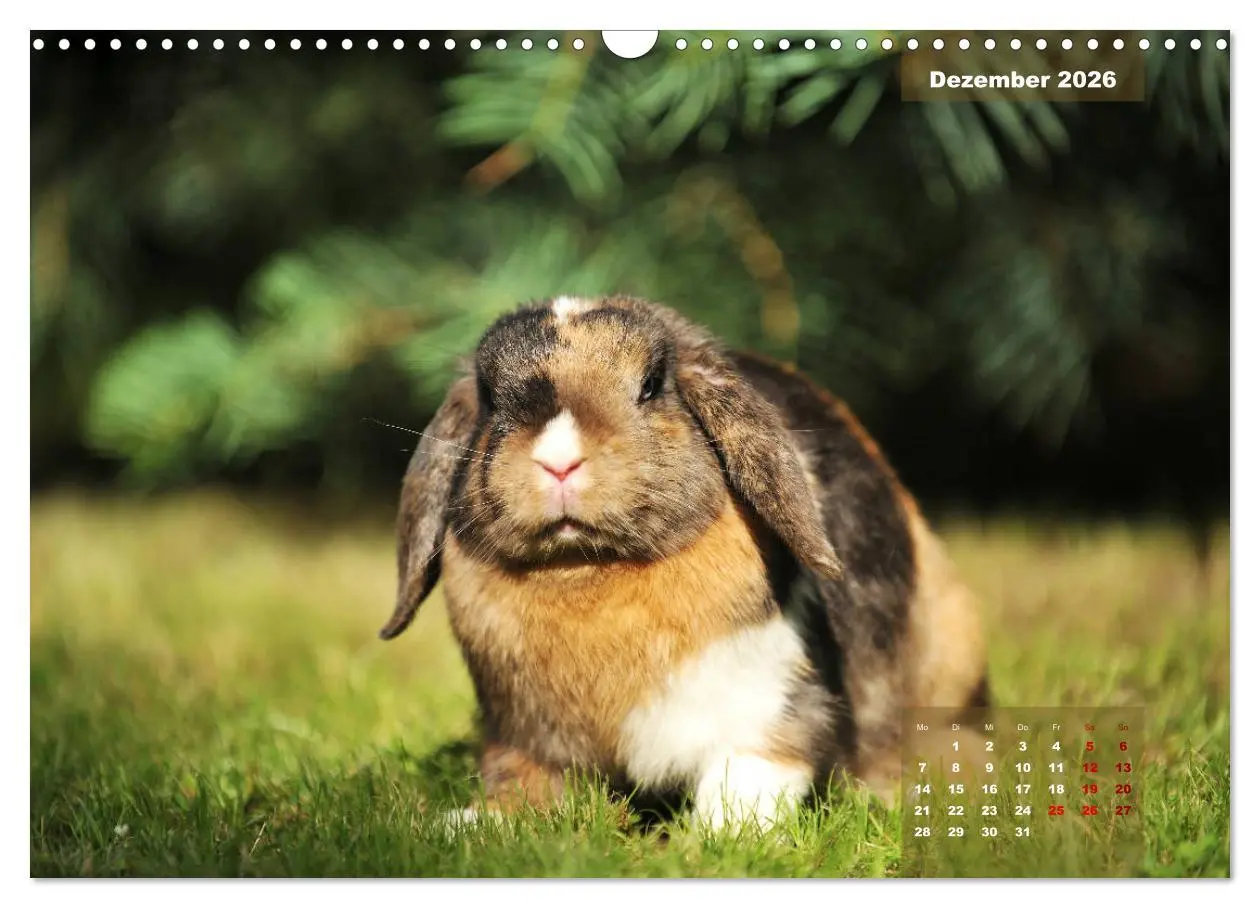 Bild: 9783457938119 | Kaninchen klein und putzig (Wandkalender 2026 DIN A3 quer),...