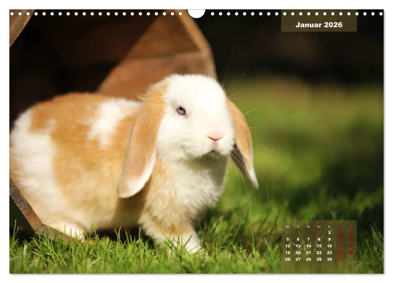 Bild: 9783457938119 | Kaninchen klein und putzig (Wandkalender 2026 DIN A3 quer),...