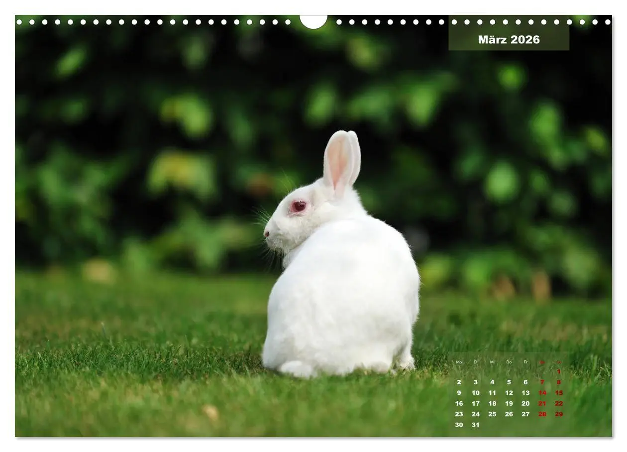 Bild: 9783457938119 | Kaninchen klein und putzig (Wandkalender 2026 DIN A3 quer),...