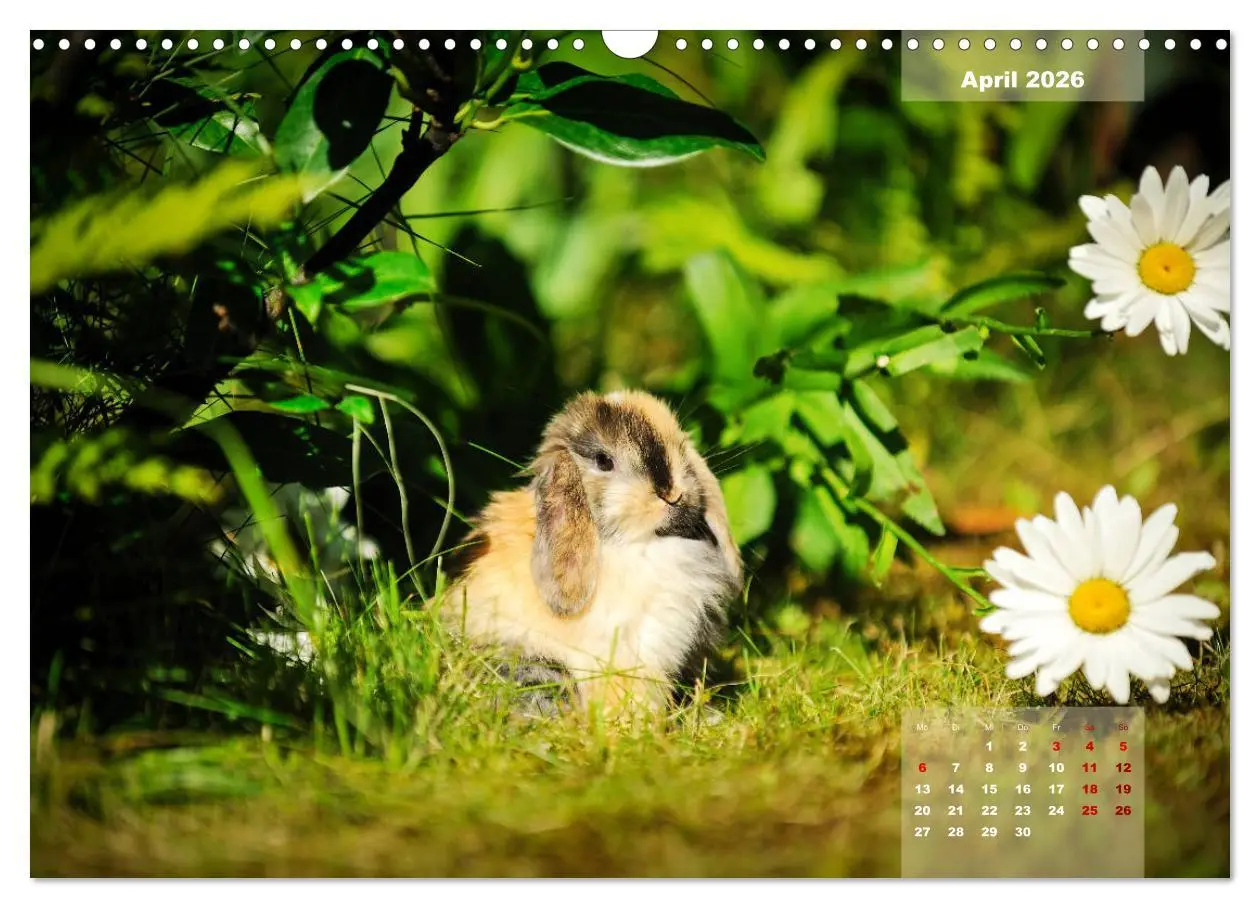 Bild: 9783457938119 | Kaninchen klein und putzig (Wandkalender 2026 DIN A3 quer),...