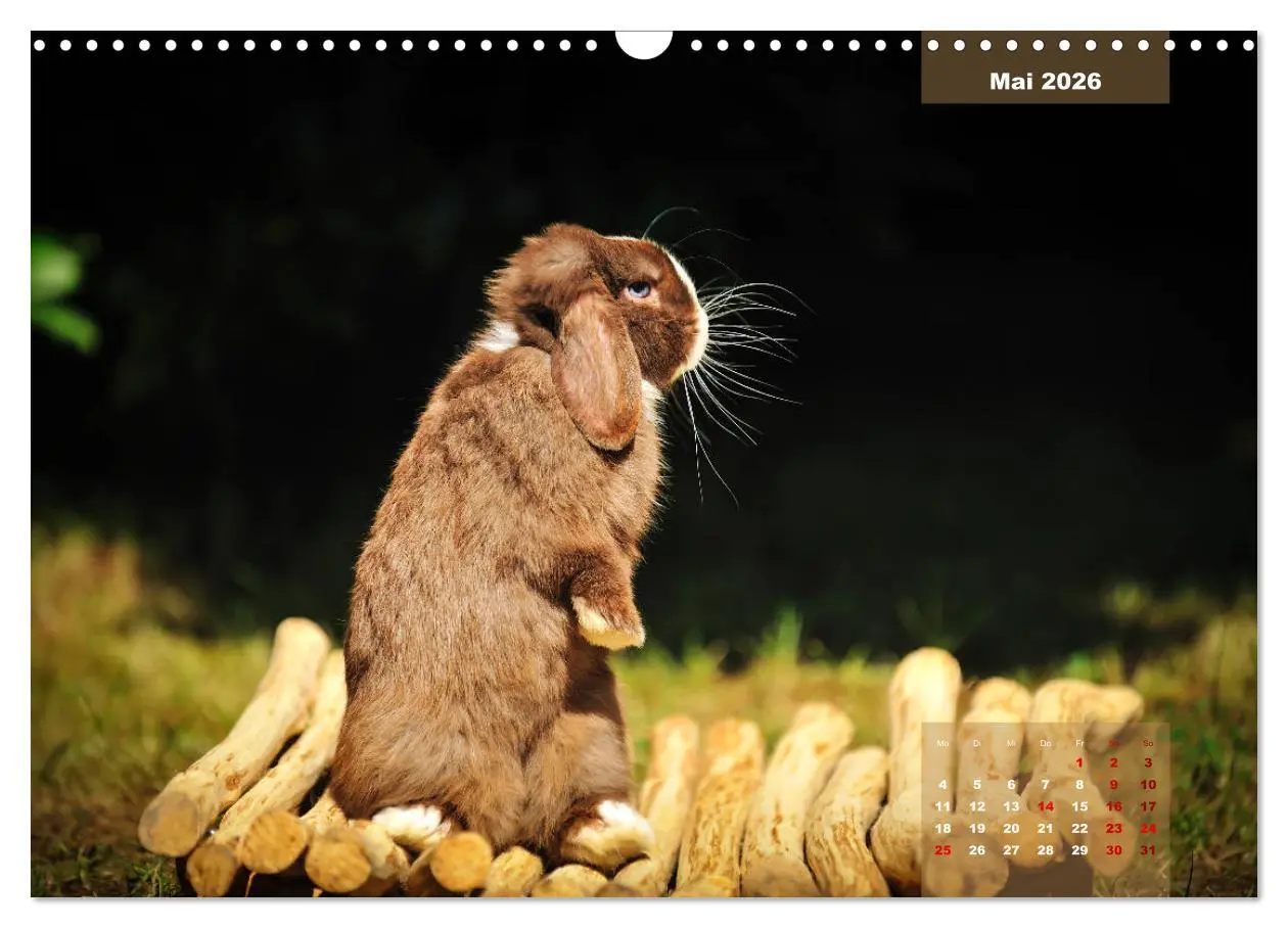 Bild: 9783457938119 | Kaninchen klein und putzig (Wandkalender 2026 DIN A3 quer),...