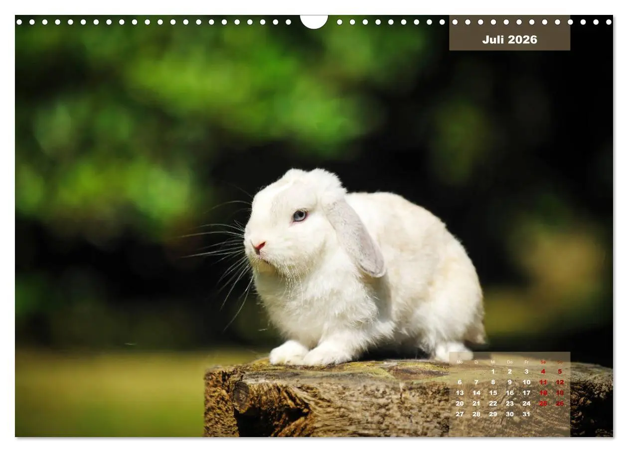 Bild: 9783457938119 | Kaninchen klein und putzig (Wandkalender 2026 DIN A3 quer),...