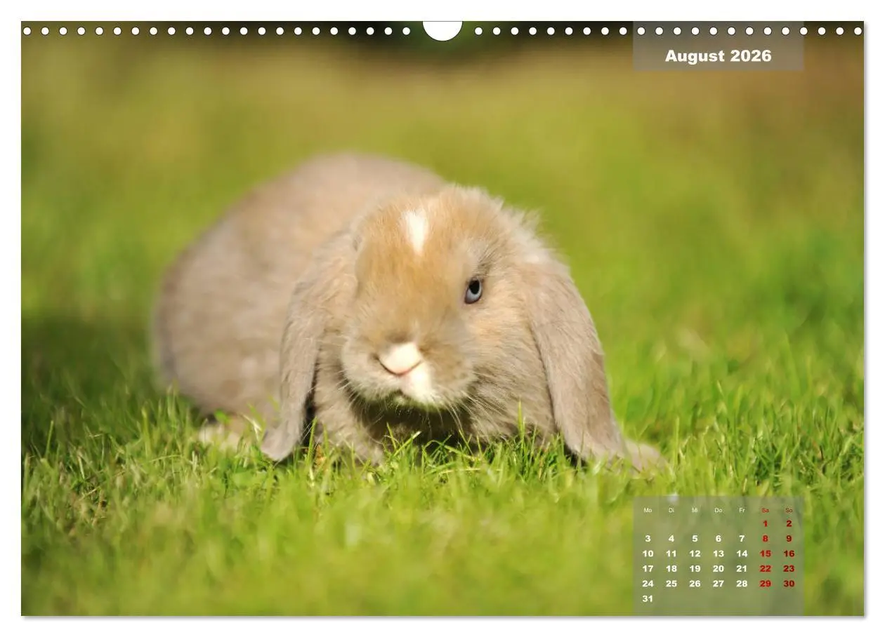 Bild: 9783457938119 | Kaninchen klein und putzig (Wandkalender 2026 DIN A3 quer),...