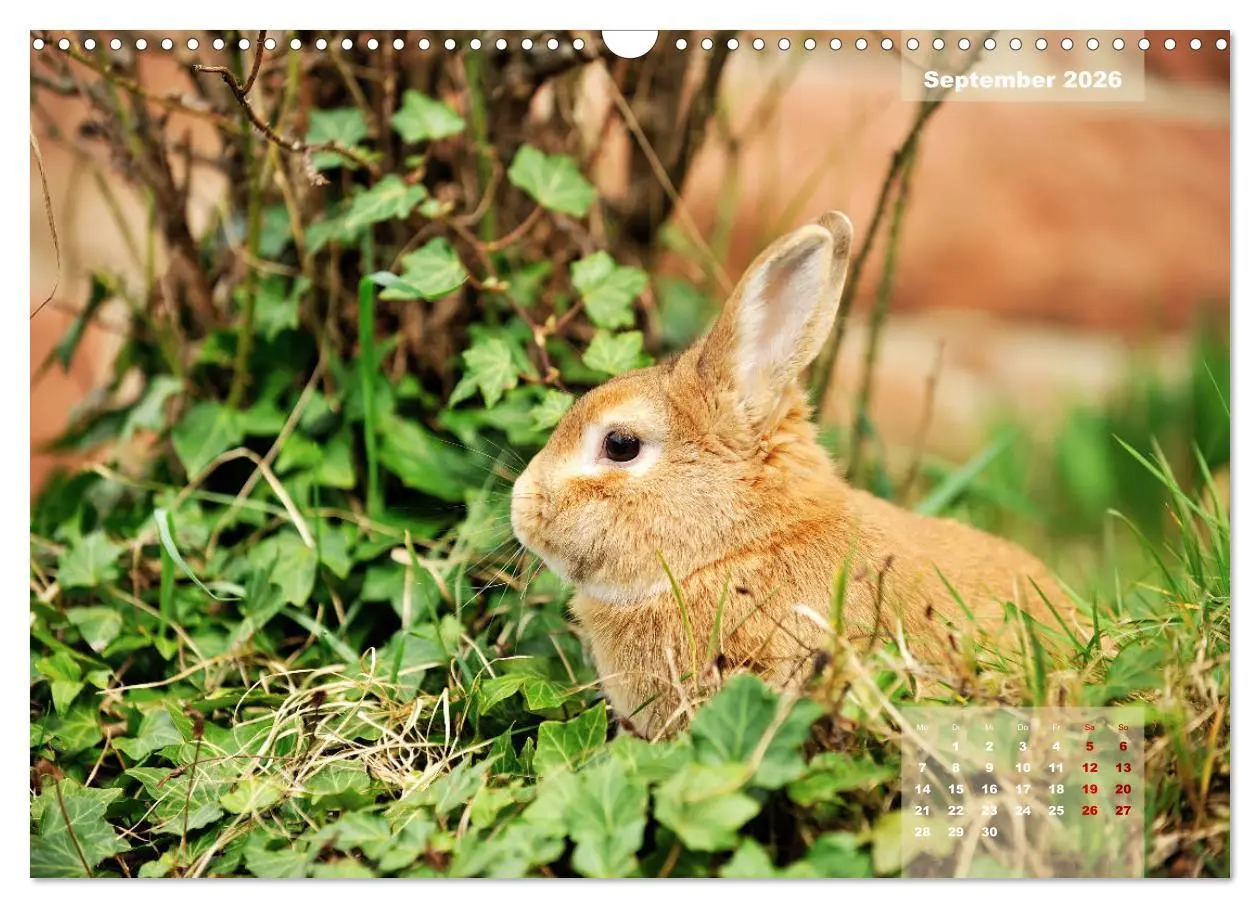 Bild: 9783457938119 | Kaninchen klein und putzig (Wandkalender 2026 DIN A3 quer),...