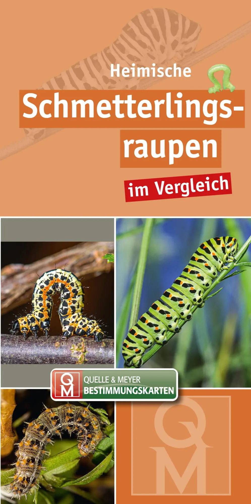 Cover: 9783494018119 | Heimische Schmetterlingsraupen | im Vergleich | Quelle &amp; Meyer Verlag