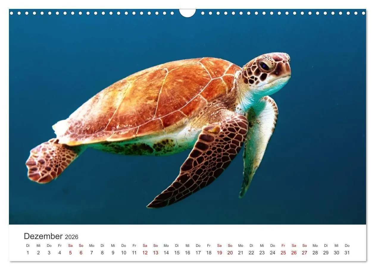 Bild: 9783457608319 | Schildkröten - Die gepanzerten Tiere. (Wandkalender 2026 DIN A3...