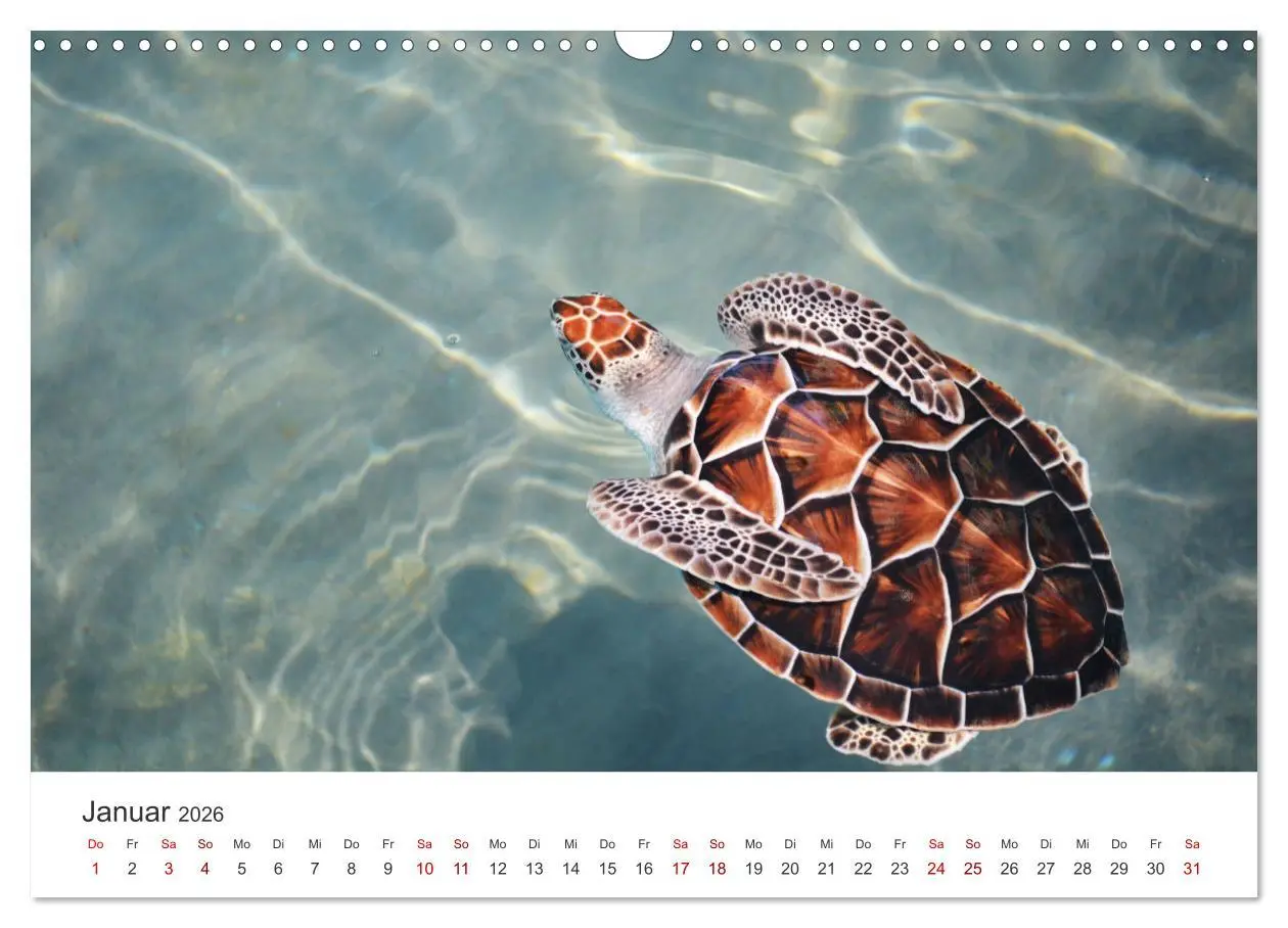 Bild: 9783457608319 | Schildkröten - Die gepanzerten Tiere. (Wandkalender 2026 DIN A3...