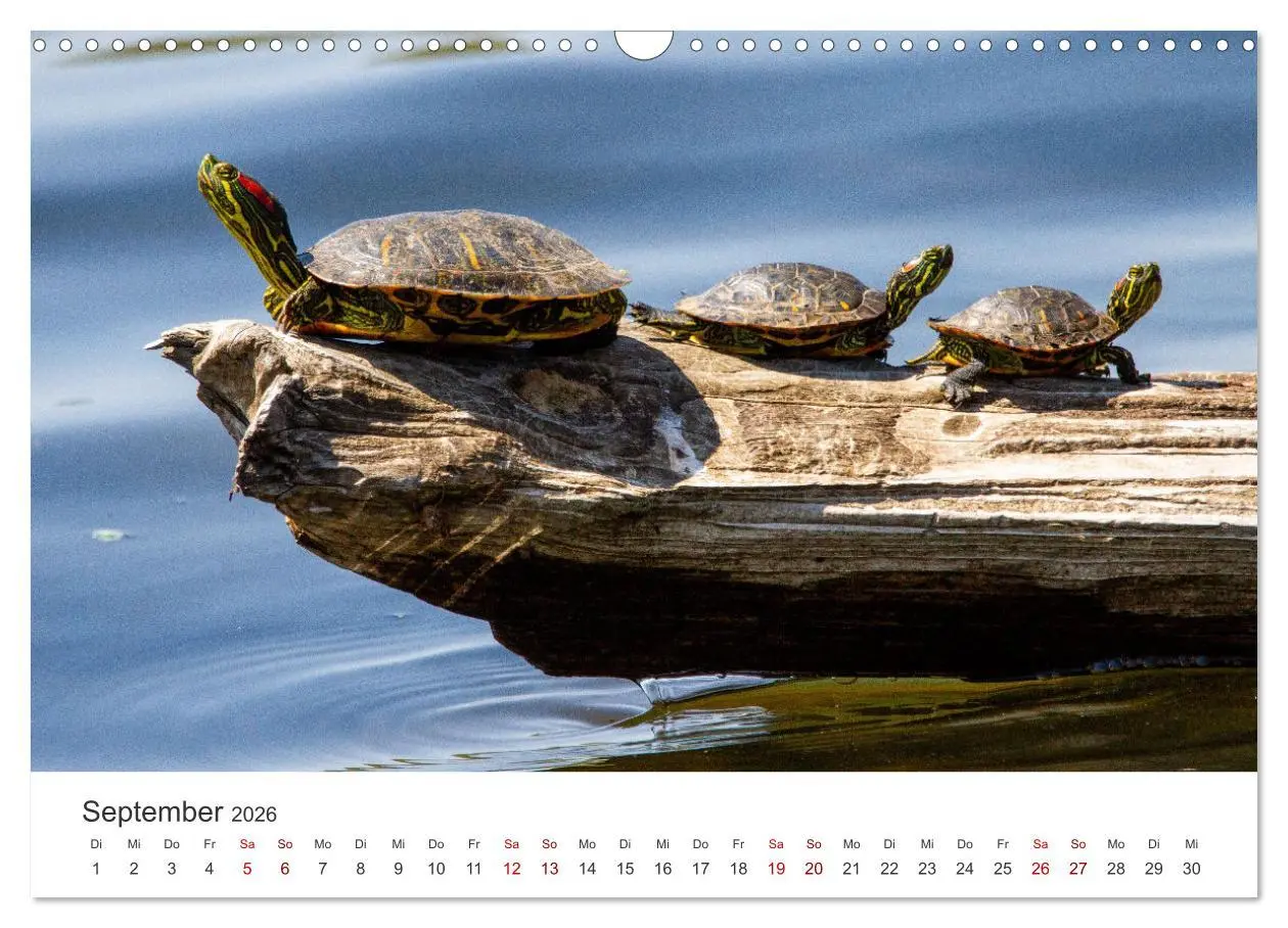 Bild: 9783457608319 | Schildkröten - Die gepanzerten Tiere. (Wandkalender 2026 DIN A3...