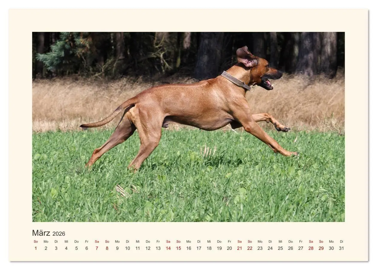 Bild: 9783457848319 | Rhodesian Ridgeback Power aus Südafrika (Tischkalender 2026 DIN A5...