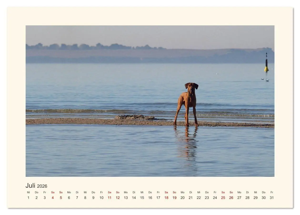 Bild: 9783457848319 | Rhodesian Ridgeback Power aus Südafrika (Tischkalender 2026 DIN A5...
