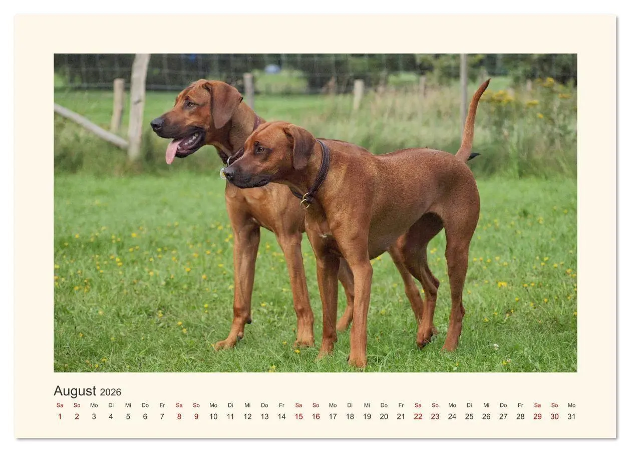 Bild: 9783457848319 | Rhodesian Ridgeback Power aus Südafrika (Tischkalender 2026 DIN A5...