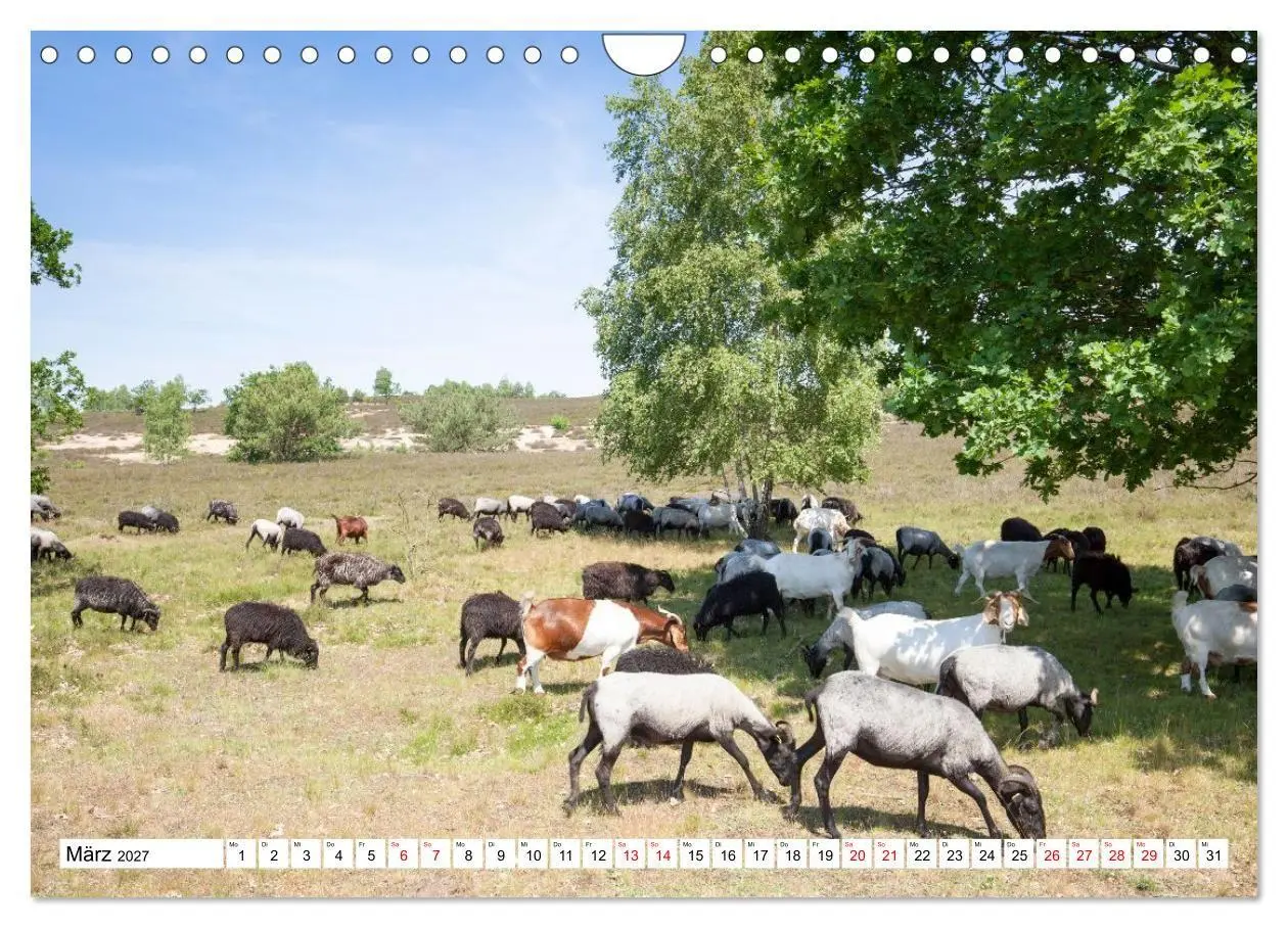 Bild: 9783516798319 | Radland Deutschland - Lüneburger Heide (Wandkalender 2027 DIN A4...