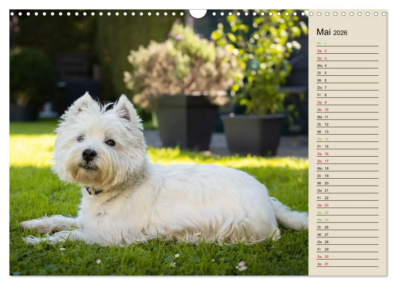 Bild: 9783457528419 | WEST HIGHLAND WHITE TERRIER - DER WESTIE - EIN HUND MIT CHARISMA...