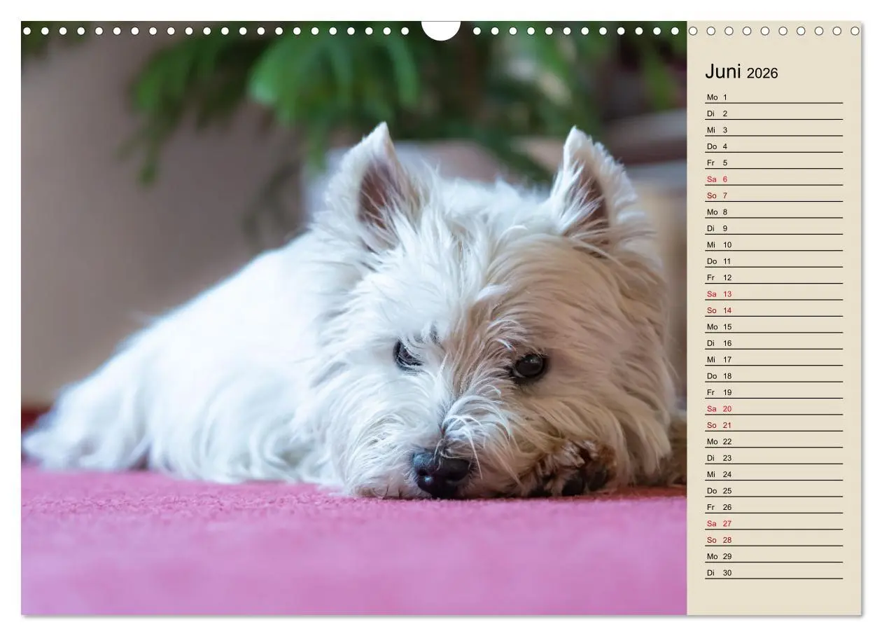 Bild: 9783457528419 | WEST HIGHLAND WHITE TERRIER - DER WESTIE - EIN HUND MIT CHARISMA...
