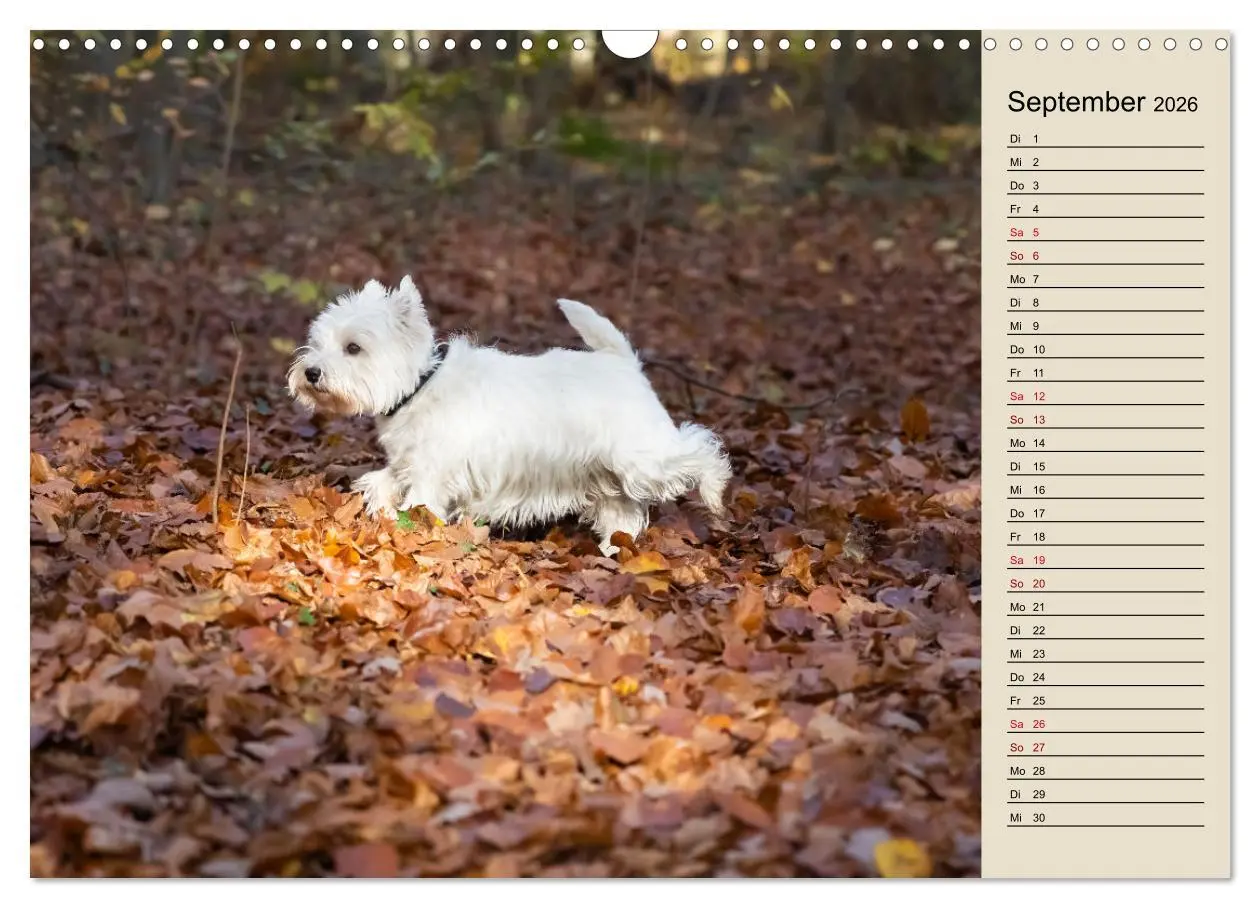 Bild: 9783457528419 | WEST HIGHLAND WHITE TERRIER - DER WESTIE - EIN HUND MIT CHARISMA...