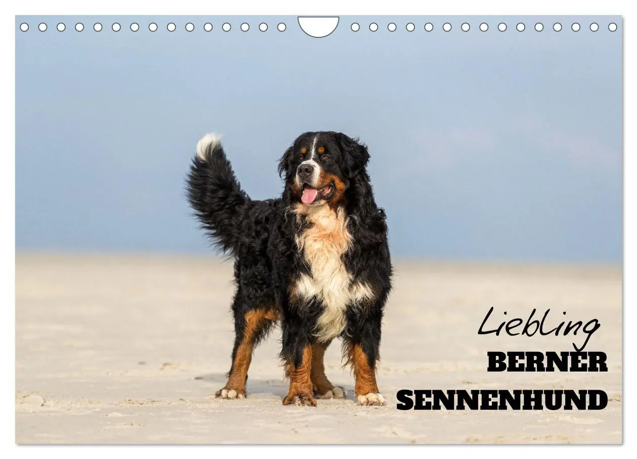Cover: 9783516098419 | Liebling BERNER SENNENHUND (Wandkalender 2026 DIN A4 quer),...