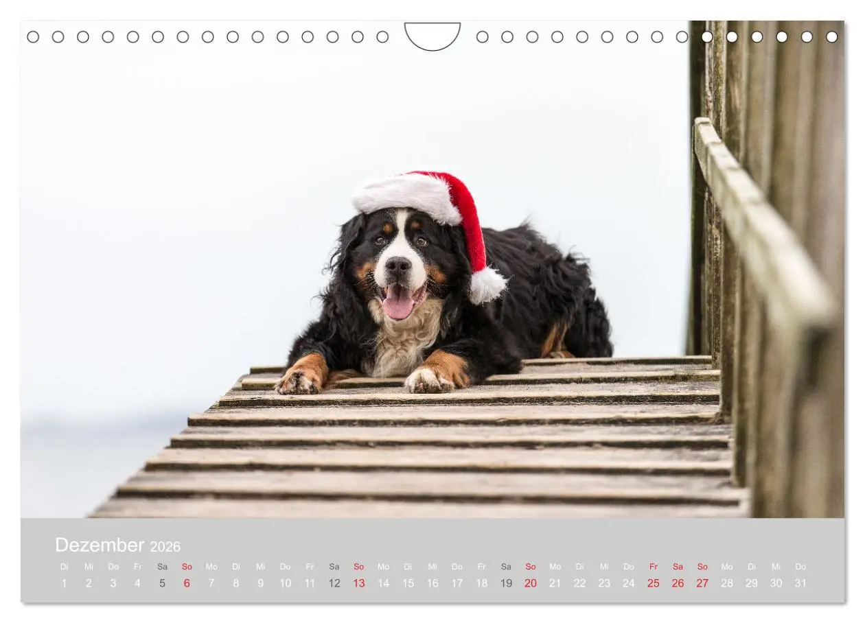 Bild: 9783516098419 | Liebling BERNER SENNENHUND (Wandkalender 2026 DIN A4 quer),...