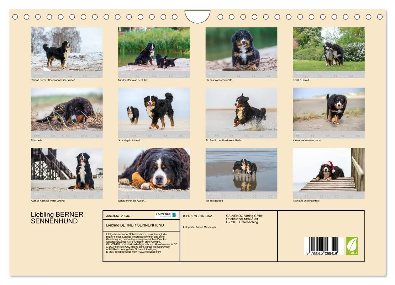 Bild: 9783516098419 | Liebling BERNER SENNENHUND (Wandkalender 2026 DIN A4 quer),...
