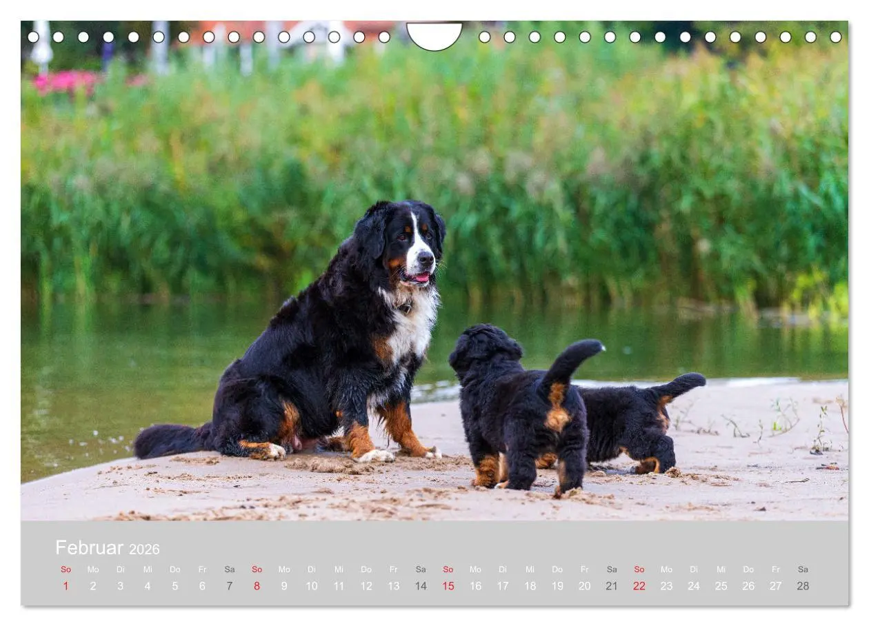 Bild: 9783516098419 | Liebling BERNER SENNENHUND (Wandkalender 2026 DIN A4 quer),...