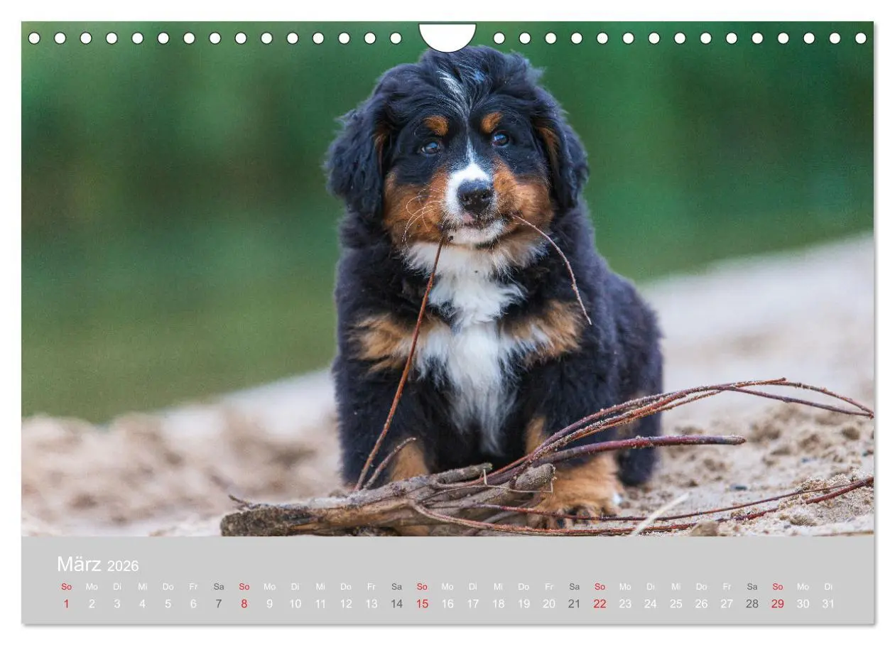 Bild: 9783516098419 | Liebling BERNER SENNENHUND (Wandkalender 2026 DIN A4 quer),...