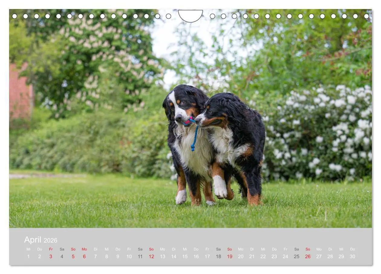 Bild: 9783516098419 | Liebling BERNER SENNENHUND (Wandkalender 2026 DIN A4 quer),...