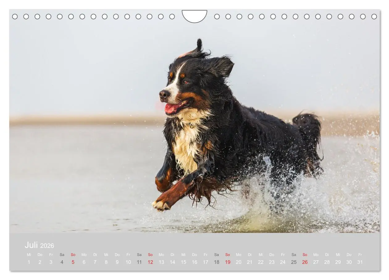 Bild: 9783516098419 | Liebling BERNER SENNENHUND (Wandkalender 2026 DIN A4 quer),...